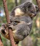 Koala_and_baby