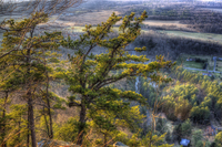 Pine_trees_far_no_flare_psd2