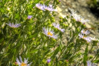 _dsc4521_hdr_1